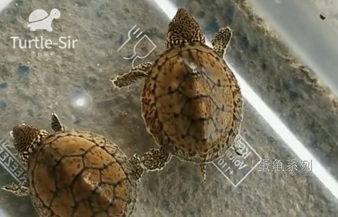 巨头蛋龟苗饲养环境怎么布置,巨头蛋龟最佳饲养方法