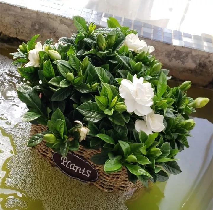 刚到家的花很好没多久就黄叶,买回来的花很快就蔫的原因