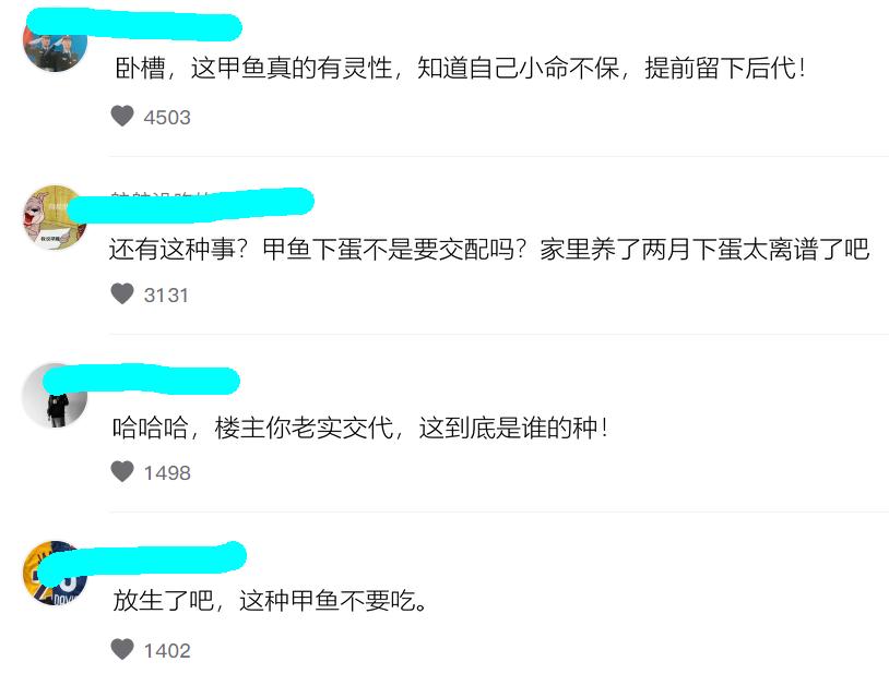 野生甲鱼养了快一年突然下蛋,男子钓到两条鱼回家饲养