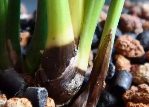 兰花怎么避免黑根腐烂,兰花烂根黑腐什么原因