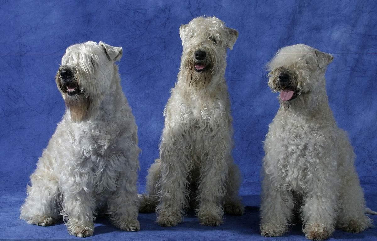 最聪明的十大狗狗品种介绍,史上最全的狗狗品种记得收藏