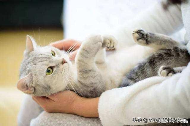 想要训练有效的基本原则,怎么训猫咪让它听话长记性