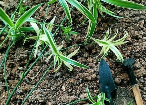 怎么把金边吊兰养得又矮又壮,金边吊兰爆盆了怎么养护