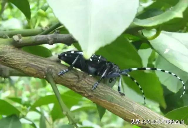 柑橘虫害高清图谱及防治方法,柑橘虫害物理消灭