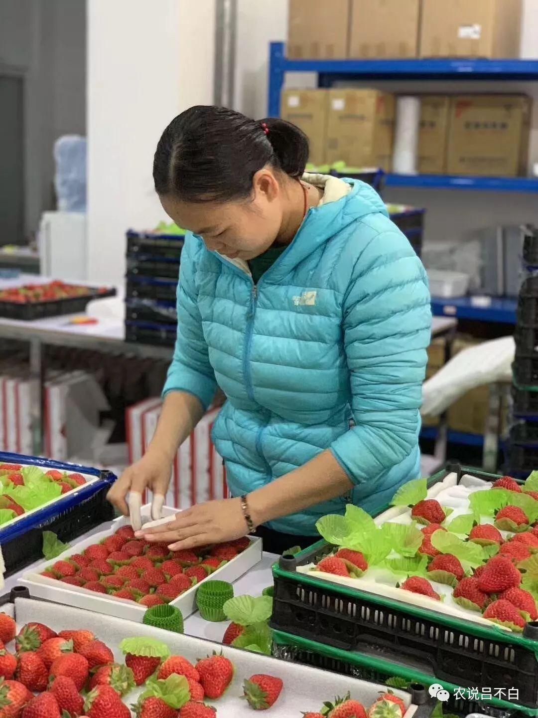 怎么做苹果又简单又好看,苹果果农应该怎么做