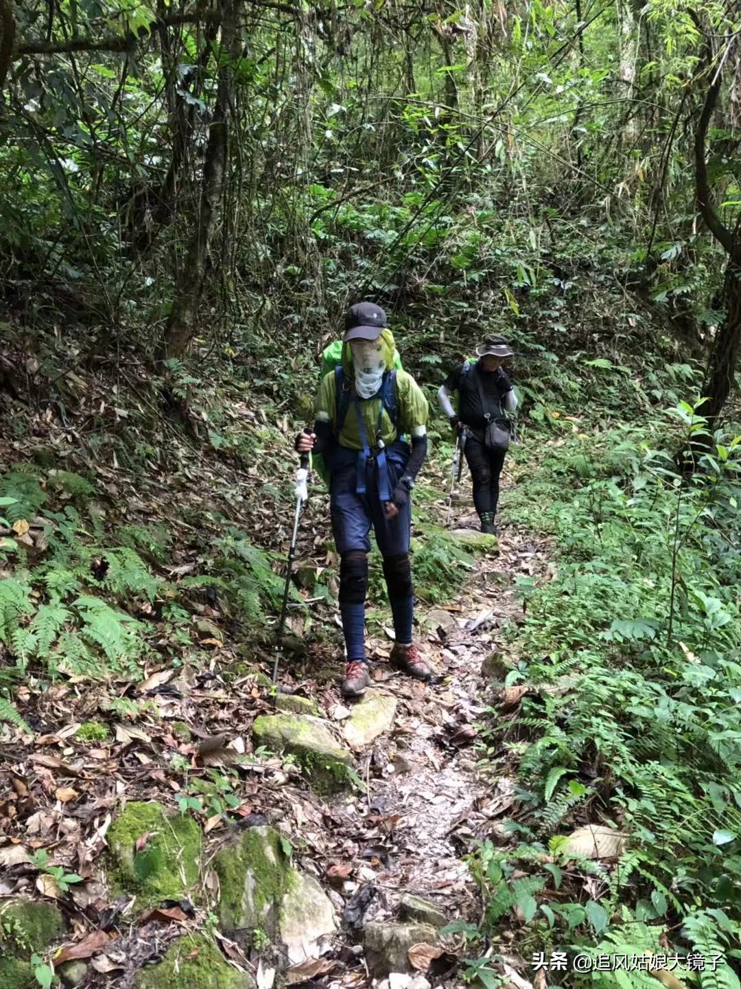 穿越原始的森林,穿越原始森林巨大蜈蚣