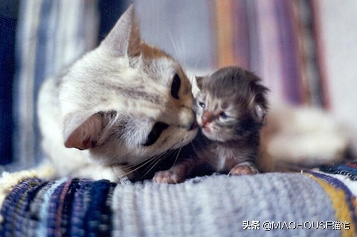 小猫出生了要做哪些措施,小猫出生后怎么办