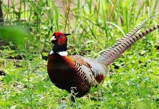 野鸡育雏管理技术,养殖山鸡和养殖土鸡的区别