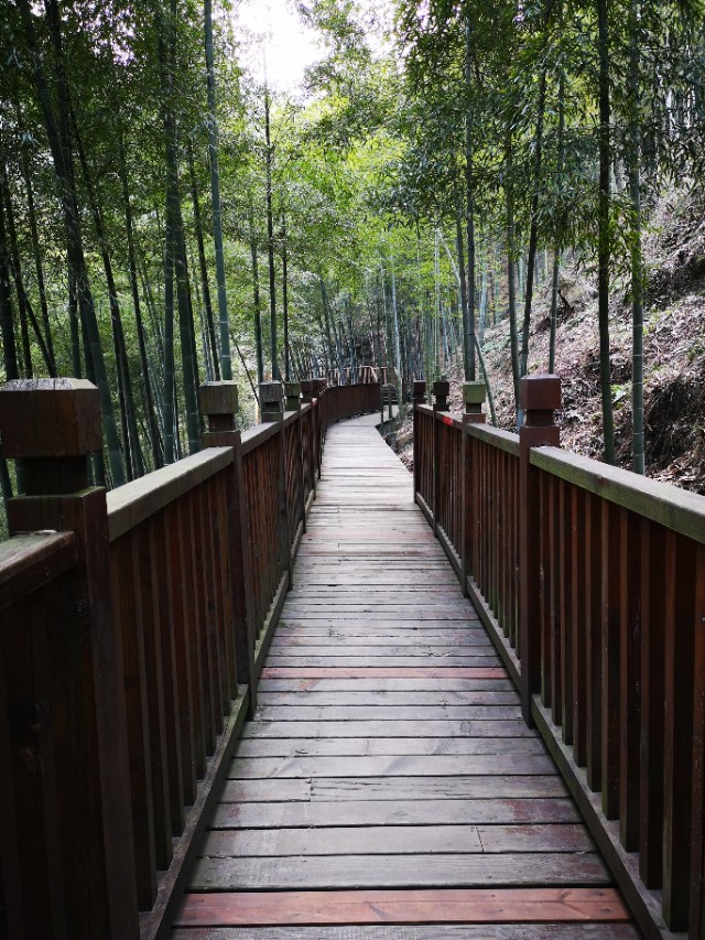 宜兴竹海游和龙背山森林公园游记