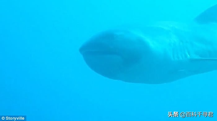 即将灭绝的五头鲨巨口鲨,趣科普最危险的鲨鱼远洋白鳍鲨