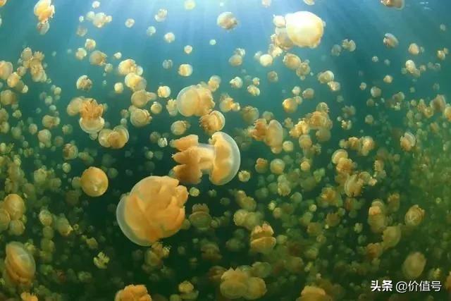 想去帕劳旅游哪个旅行社可以,想去帕劳怎么走