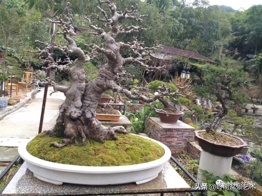 榆树盆景何时修剪最好,盆景怎样修剪最好看