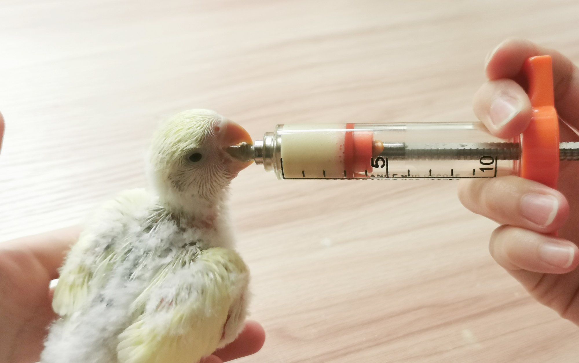 如何让雏鸟学会自主进食,如果雏鸟有呼吸但不动怎么办