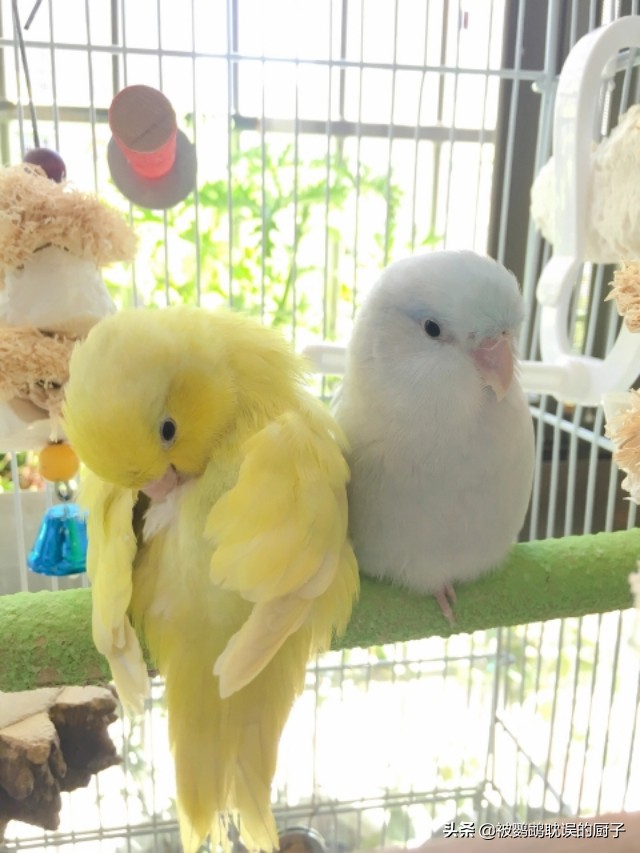 新手铲屎官第1次养猫,新手铲屎官适合什么猫