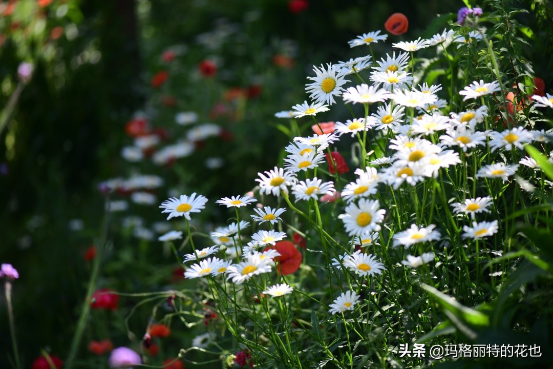徒长花草怎样处理,徒长的树木怎么处理