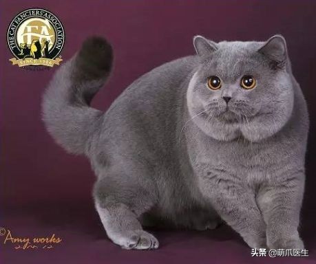 go猫粮翻车了怎么处理,猫吃猫粮死了