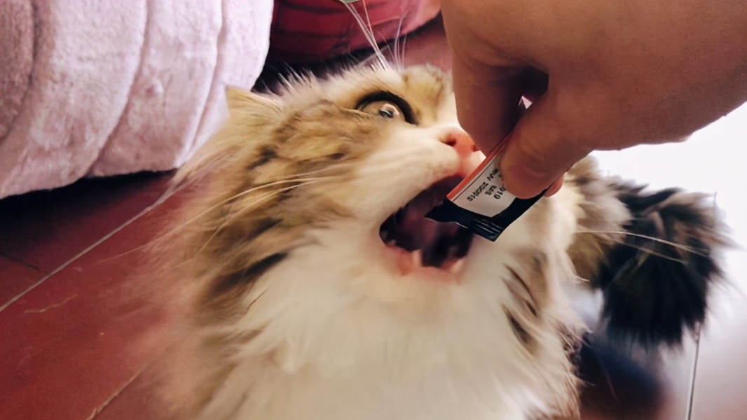 怎么让猫的毛发有光泽,猫毛发缺乏光泽怎么回事