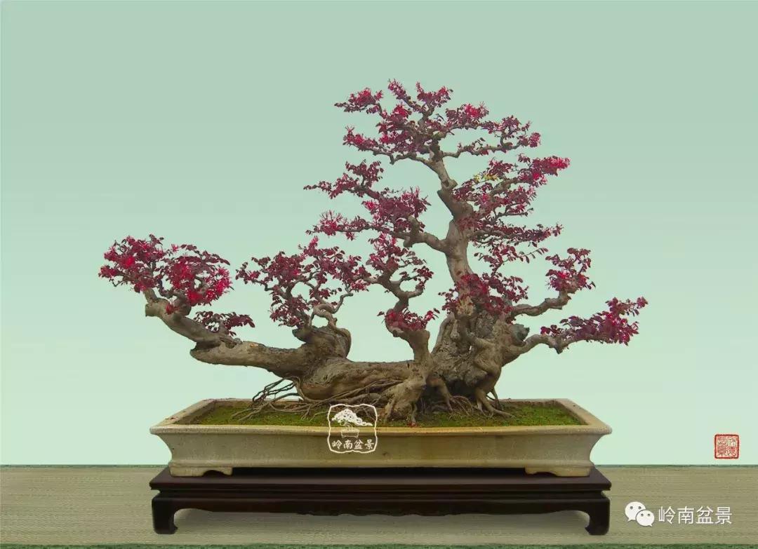 檵木小老桩盆景,檵木盆景图片大全