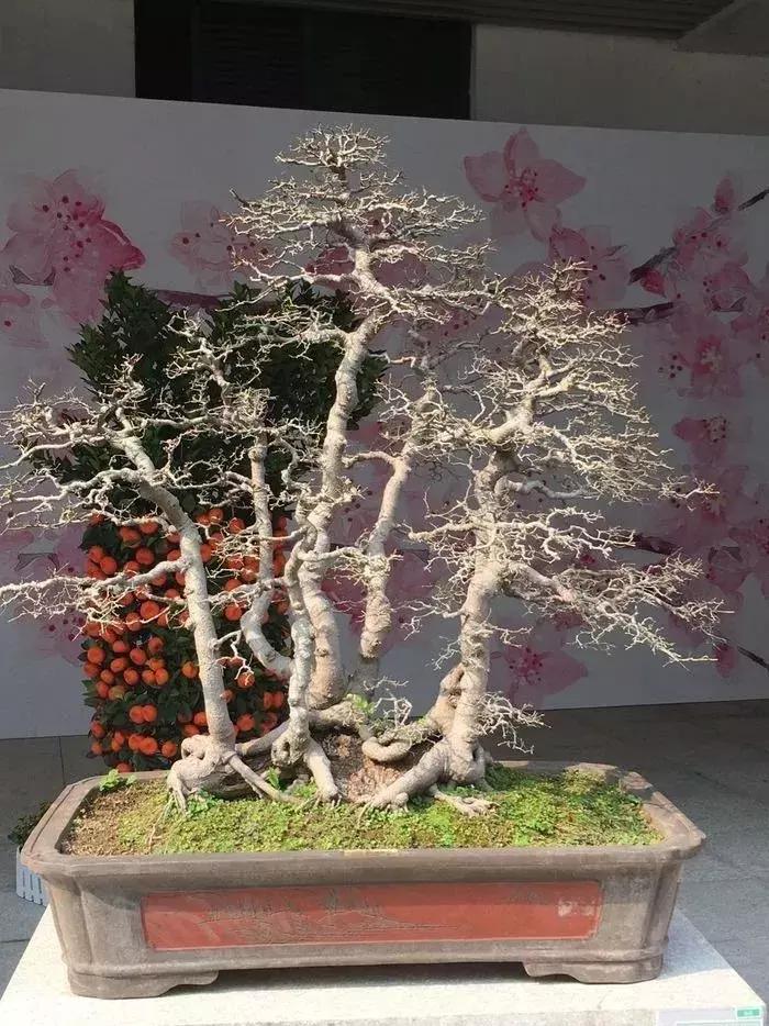 西北盆景树种100种,最值得收藏的六种盆景树种是哪种