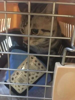 网约车猫咪托运,小猫可以用顺风车托运么