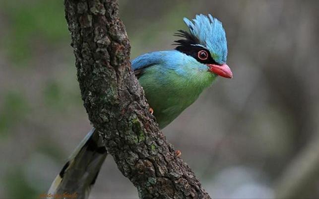 广东常见鸟类图谱和名称图文,东江揽胜鸟类