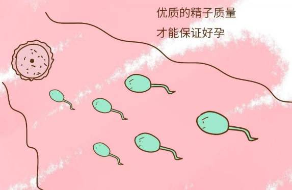 备孕时，精子需要多少天的准备期？