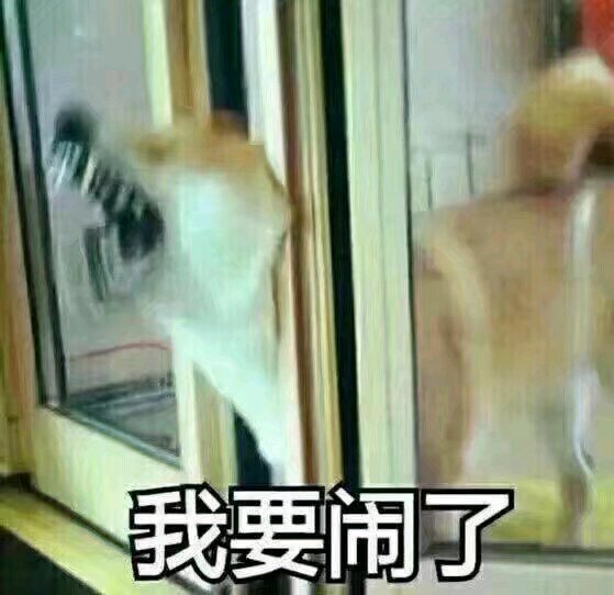 第1次想养纯种狗应该怎么挑,纯种狗和不纯种哪个好养