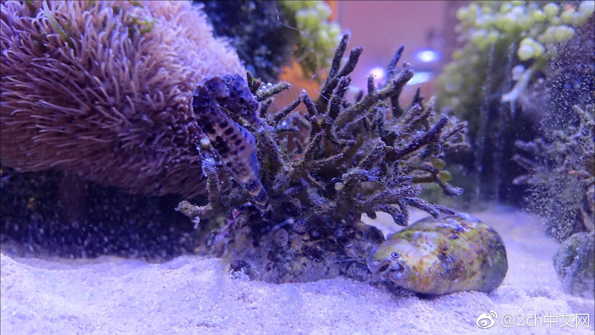 日本网民吐槽：我在热带鱼店里购买了海马，大家看看它怎么样