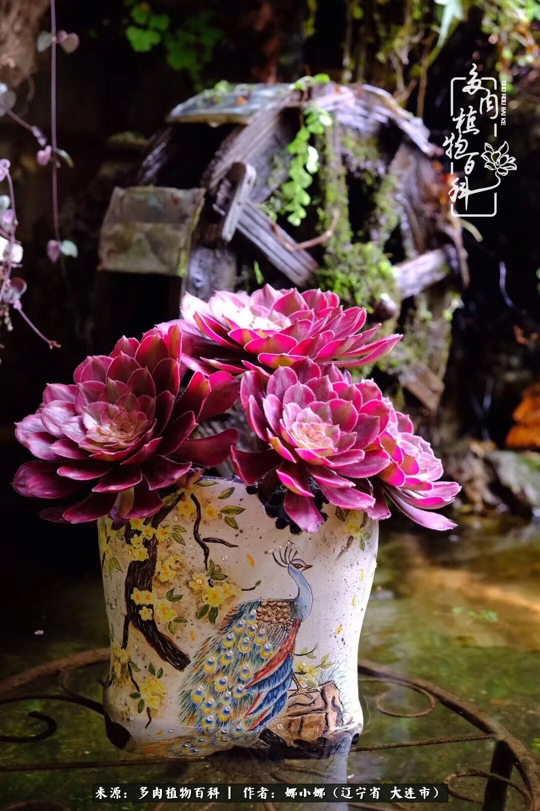 你是盆我是花，你护我周全，我为你绽放