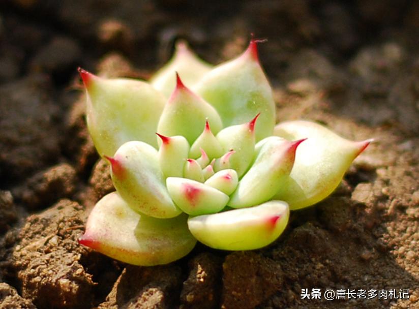 多肉万宝路状态图 (多肉万宝路)