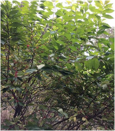 中药：忍的冬日一树红——金银木，*亲近**——忍冬藤和金银花