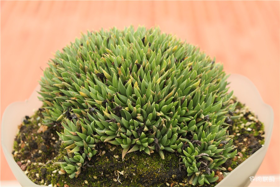 多肉青苔铺面,多肉各种铺面