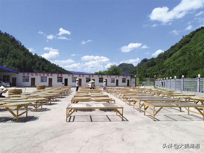 永顺县莓茶产业发展调查与思考,关于张家界莓茶产业发展