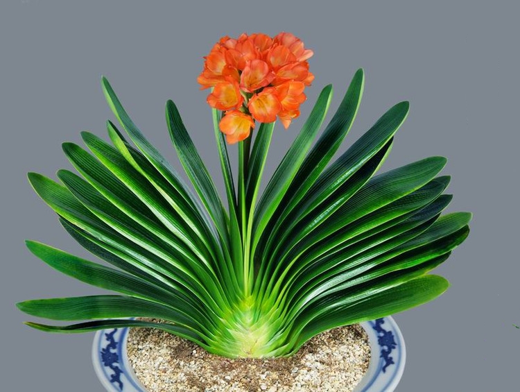 这“38种花”，当你开始收集品种时，你已入坑颇深