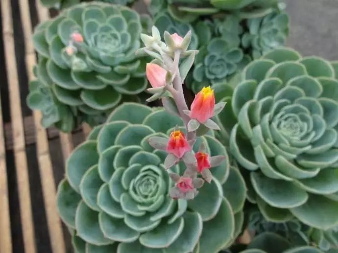 懒人花园植物,懒人花草100种