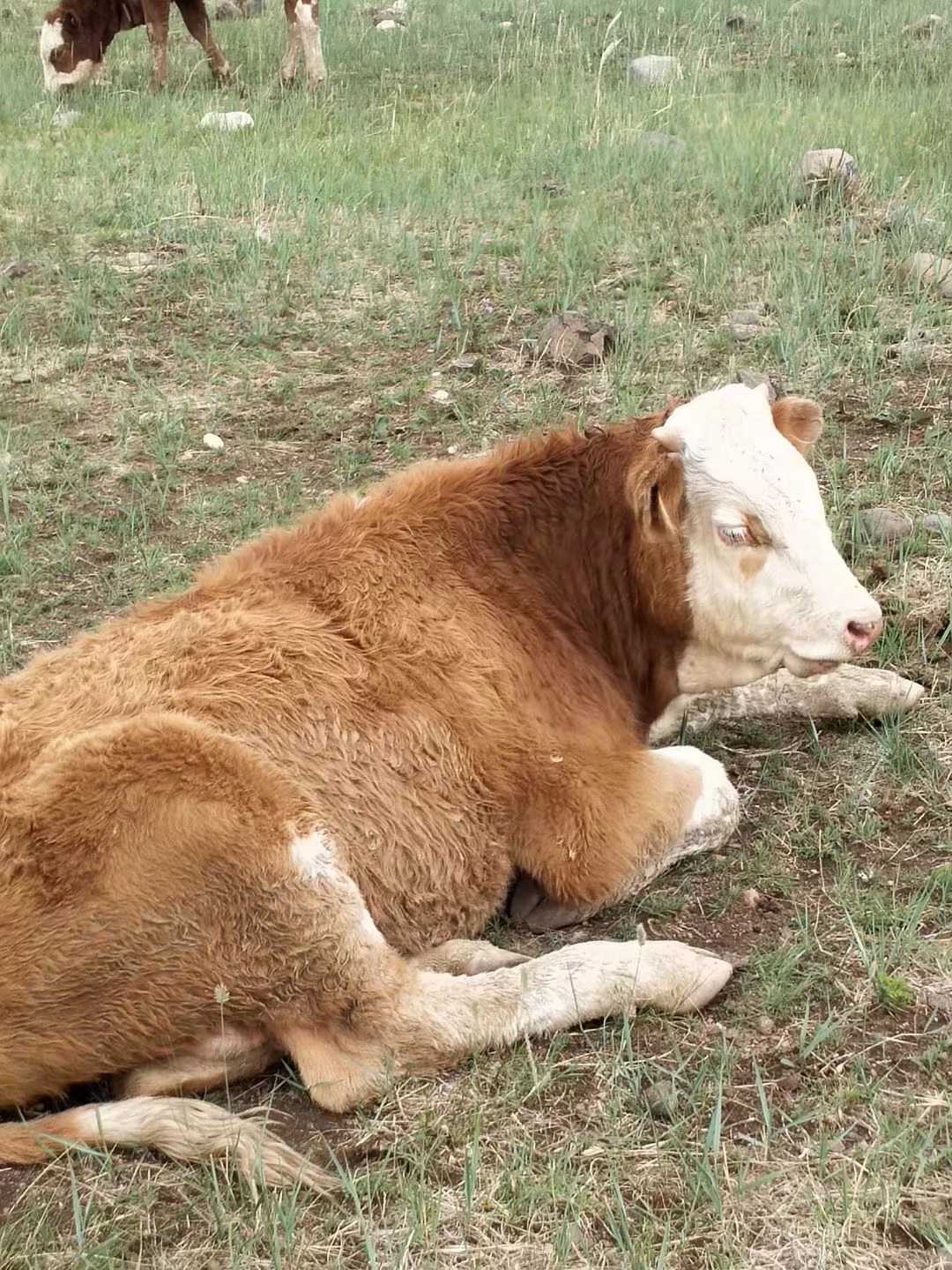 羊吃异物吃塑料怎么办,牛羊吃了塑料怎么办