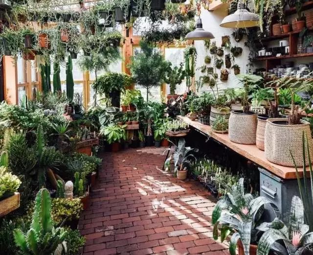 开一家植物美学小店,开一家属于自己的花店