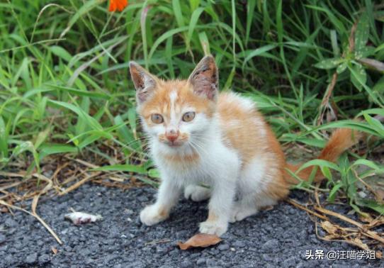 幼猫腹泻呕吐只喝水两天就死了,幼猫腹泻一天吃几次蒙脱石散