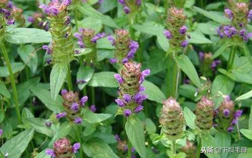 在广西农村常见的止血草,南方农村常见的止血的草