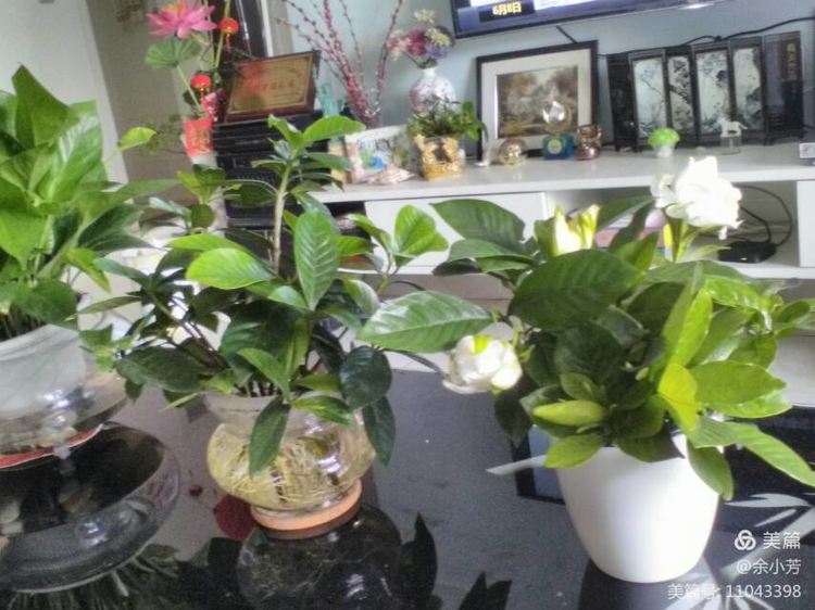 栀子花开歌曲歌词,栀子花开歌曲完整版