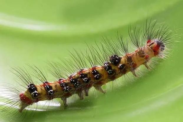 13岁女生呼吸不上来怎么回事,孩子突然眼睛肿呼吸困难