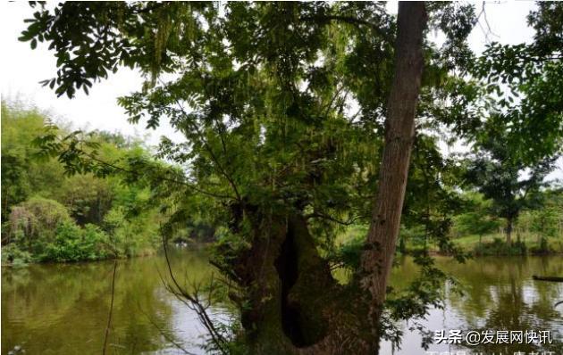 仁寿石咀的小石堰，浓浓的乡愁理不乱也剪不断