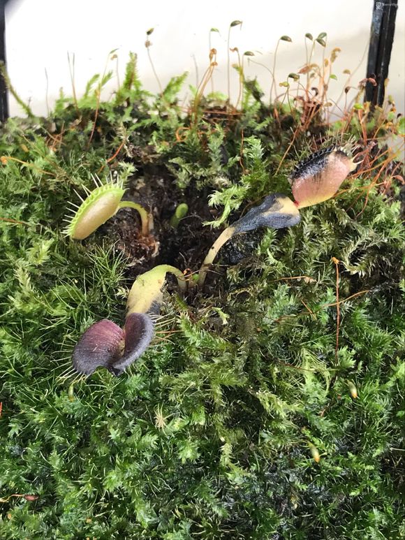 捕蝇草夹子发黑的原因,捕蝇草夹子黑了怎么补救