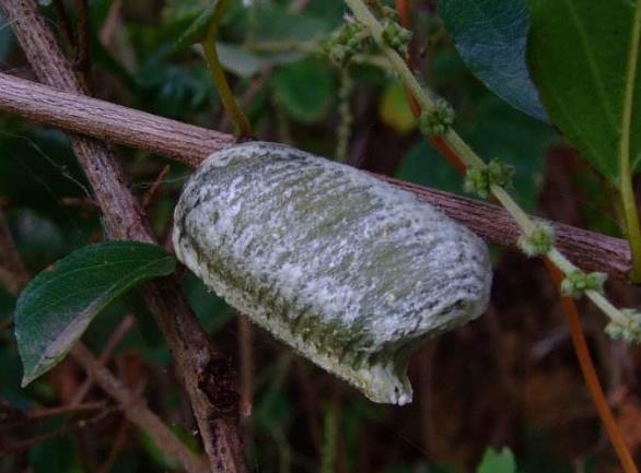 昆虫界战斗力最强的昆虫,谁是昆虫界最厉害的杀手
