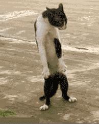 各国秘密间谍行动,各国间谍战有多凶险