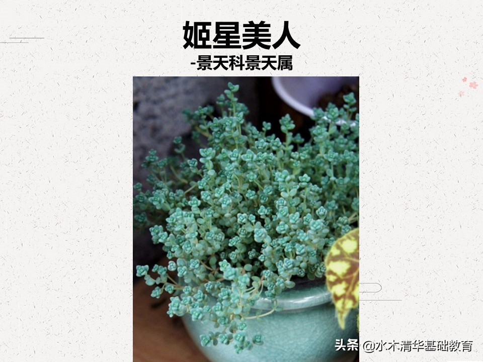 梦幻女王多肉植物百科图谱,原产地多肉植物图谱pdf