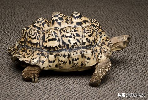 陆龟隆背还有救吗,陆龟泡澡为什么不隆背