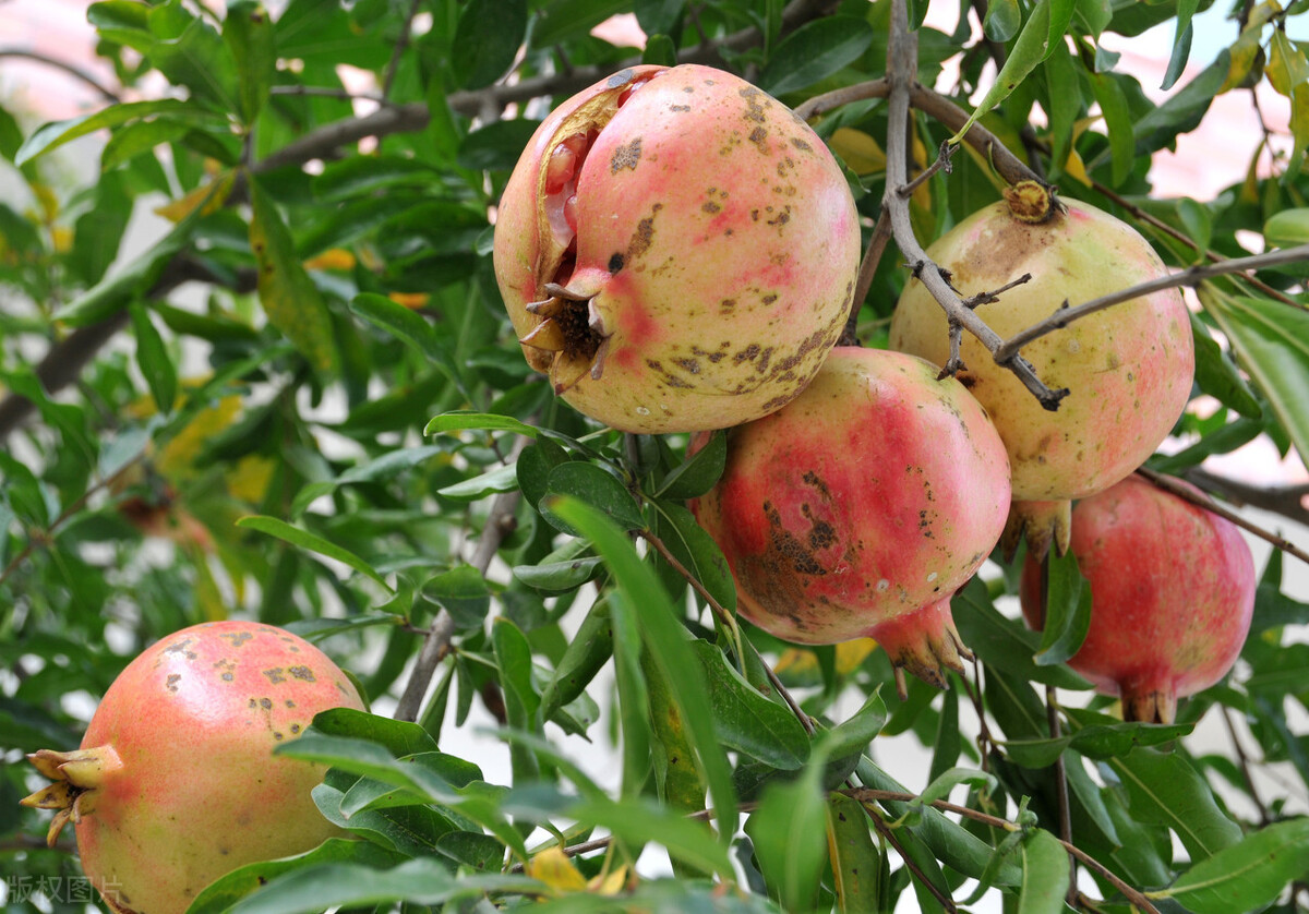 浙江种植突尼斯软籽石榴苗,宾川突尼斯软籽石榴种植方法