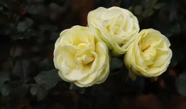 玫瑰花有哪些品种,玫瑰花有哪些品种大全