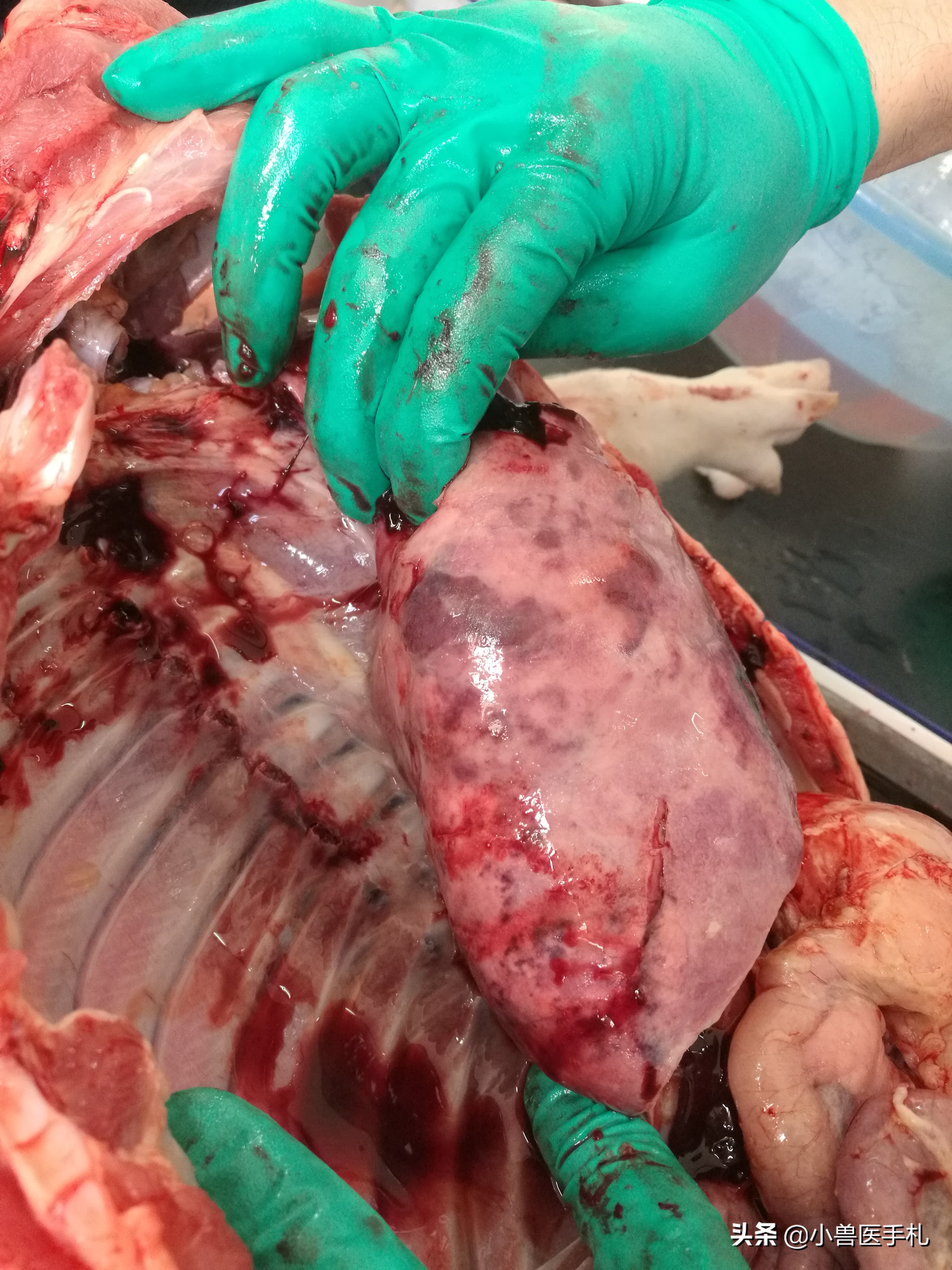 副猪嗜血杆菌病的pcr实验操作,猪沙门氏菌副伤寒